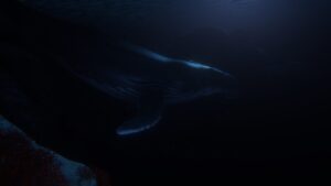 beyond-blue--screenshot-0